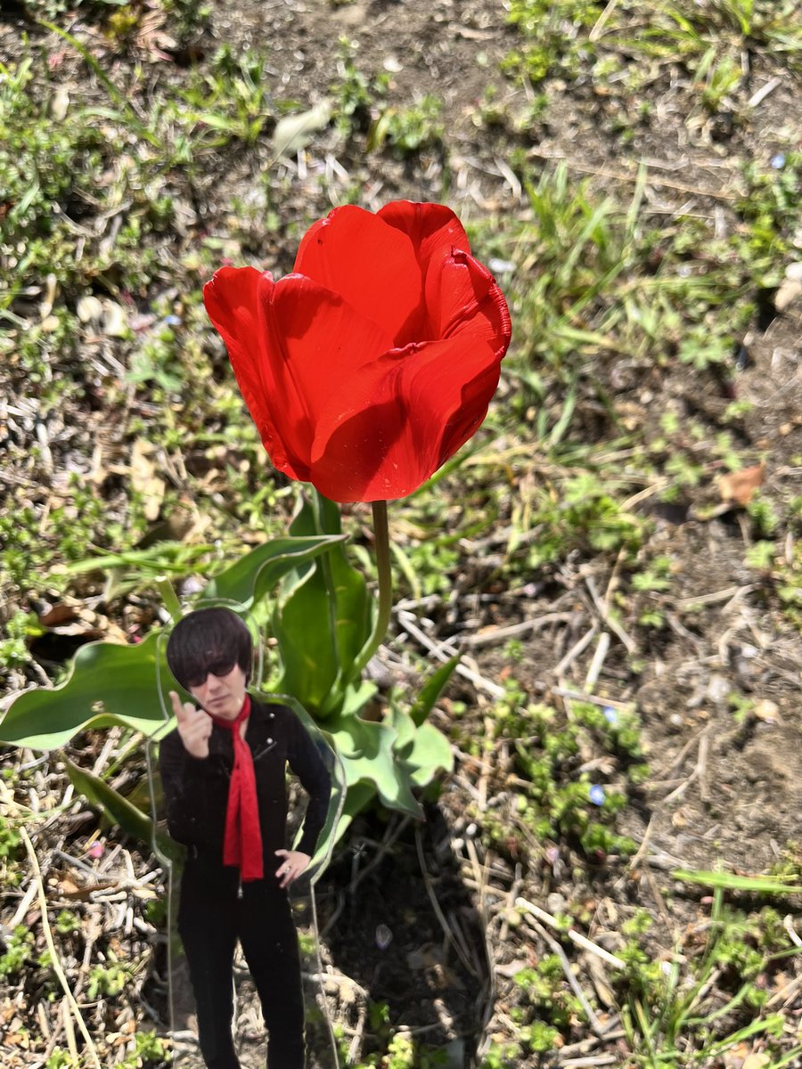 ナカバヤシ(ザ・マルフォイズ) tweet media