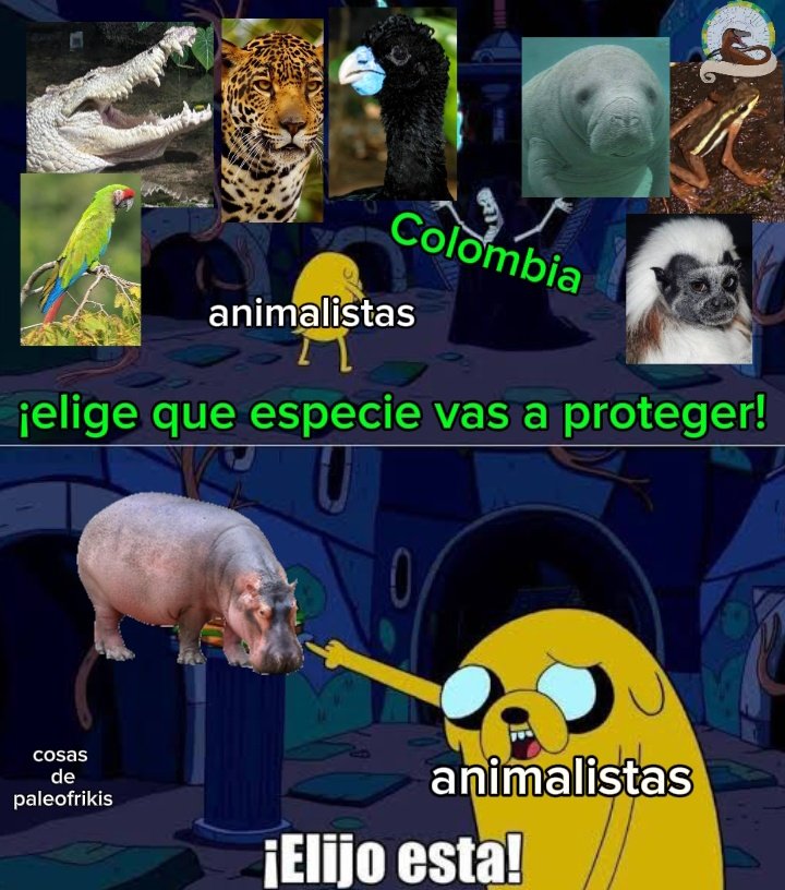 Simon Villamarin 🦗 tweet media