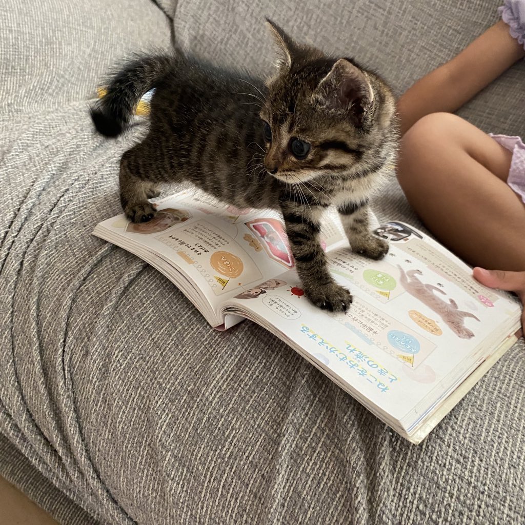 いえもり tweet media