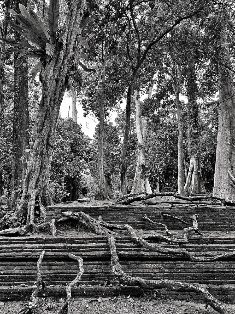 William Dalrymple tweet media