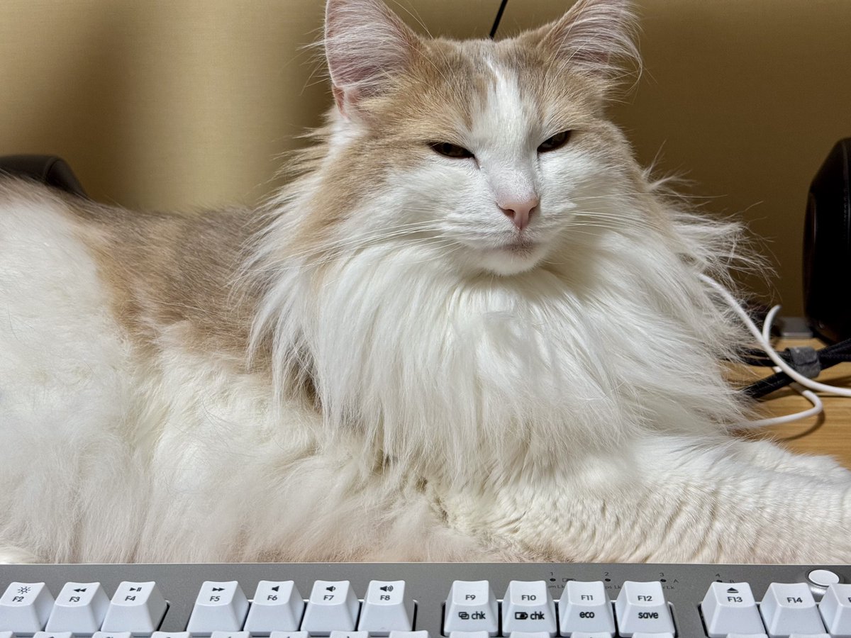 エドリー tweet media