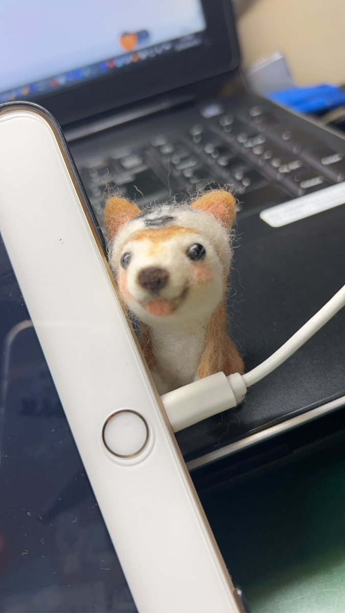 yoppy∞(よっぴ‐∞)🐕” tweet media