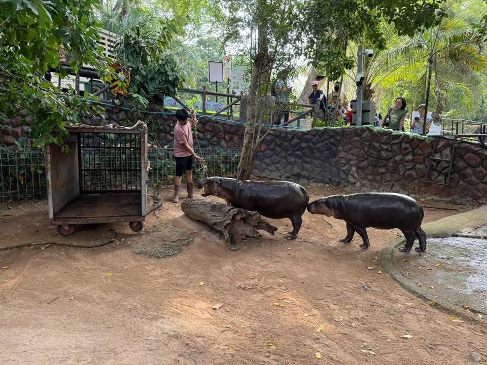 and_khamoo's tweet image. ไปๆ 🦛 #hippo #PygmyHippo #ขาหมูแอนด์เดอะแก๊ง #หมูเด้งเด้งกี่โมง #Moodeng #พี่ขาหมู #สวนสัตว์เปิดเขาเขียว