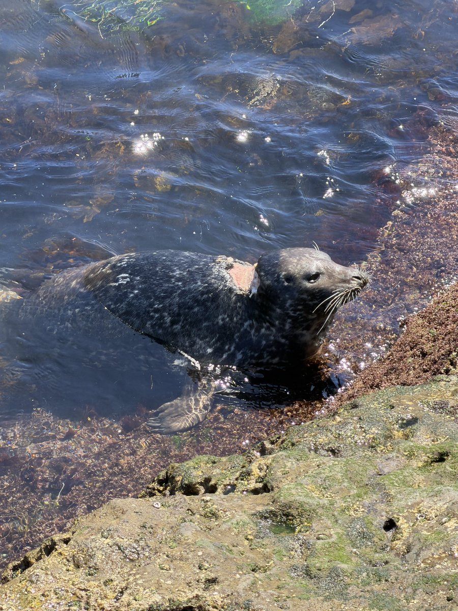 Christopher Harris tweet media