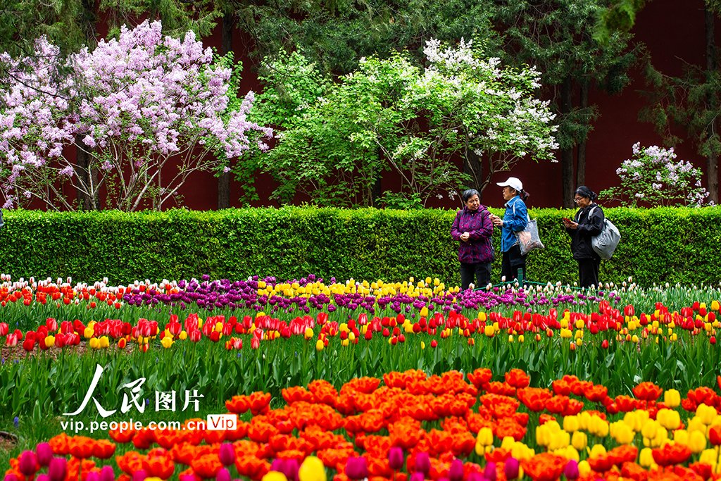 PDChinese's tweet photo. 【北京：中山公園鬱金香盛開】4月14日，北京中山公園鬱金香綻放，吸引遊客前來觀賞。 https://t.co/eJ4PagHtsL