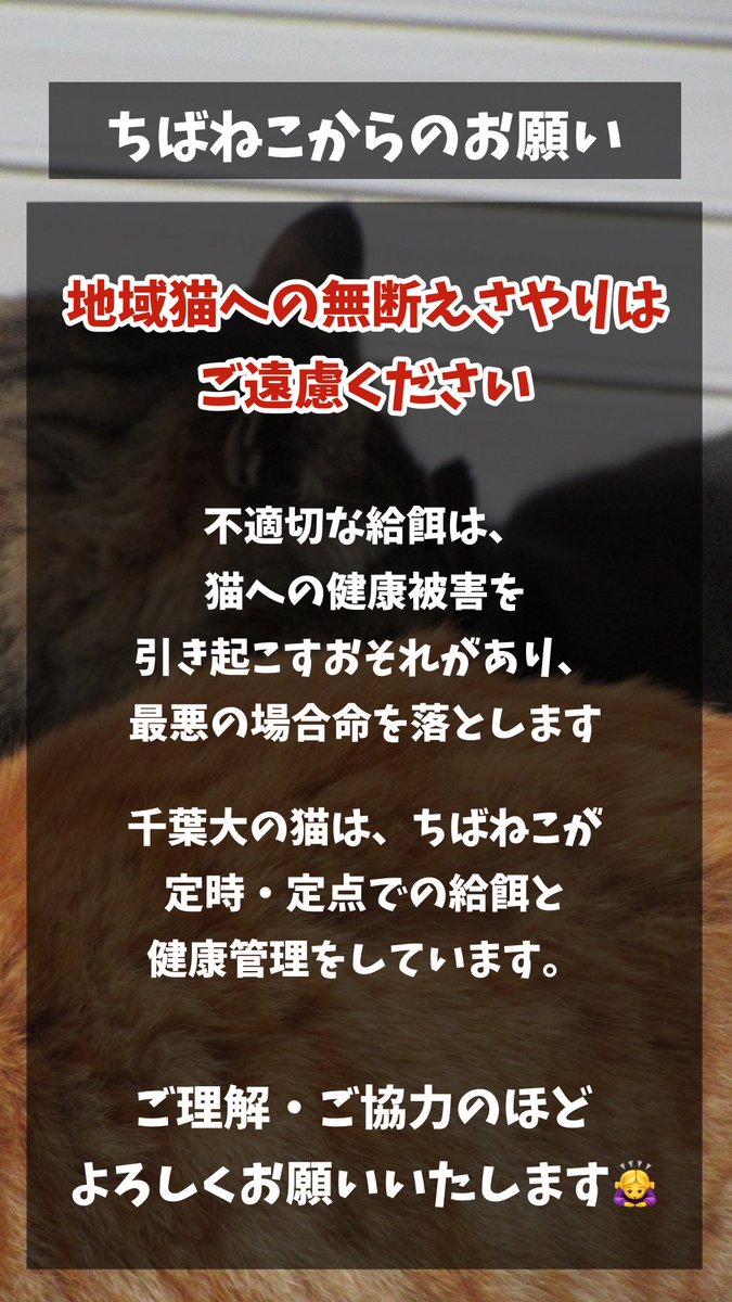ちばねこからのお願いです
ご一読ください🙇
#猫 #ねこ #千葉大学 #地域猫 #地域猫活動