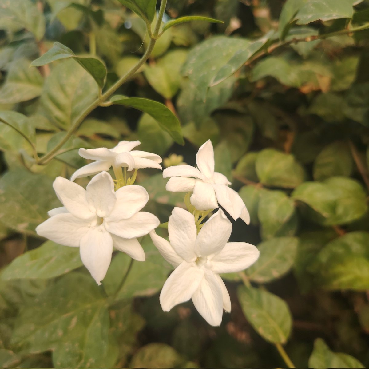 مـــاجـــد tweet media