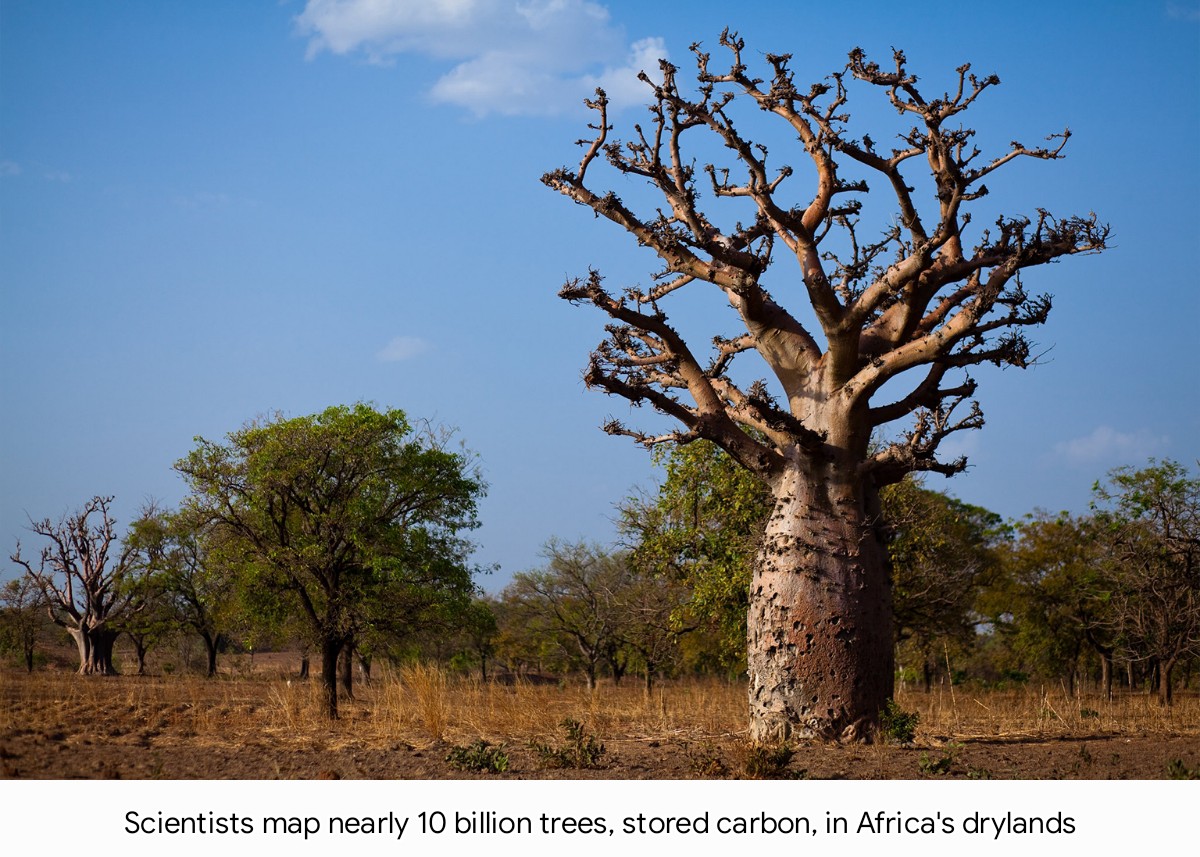 A team of researchers working with NASA has mapped almost 10 billion trees growing on formerly bare soil or arid grasslands in Africa. 

The original study had mapped more than 1.8 billion individual trees across 1.3 million km² in the Sahara Desert and the Sahel. The same team