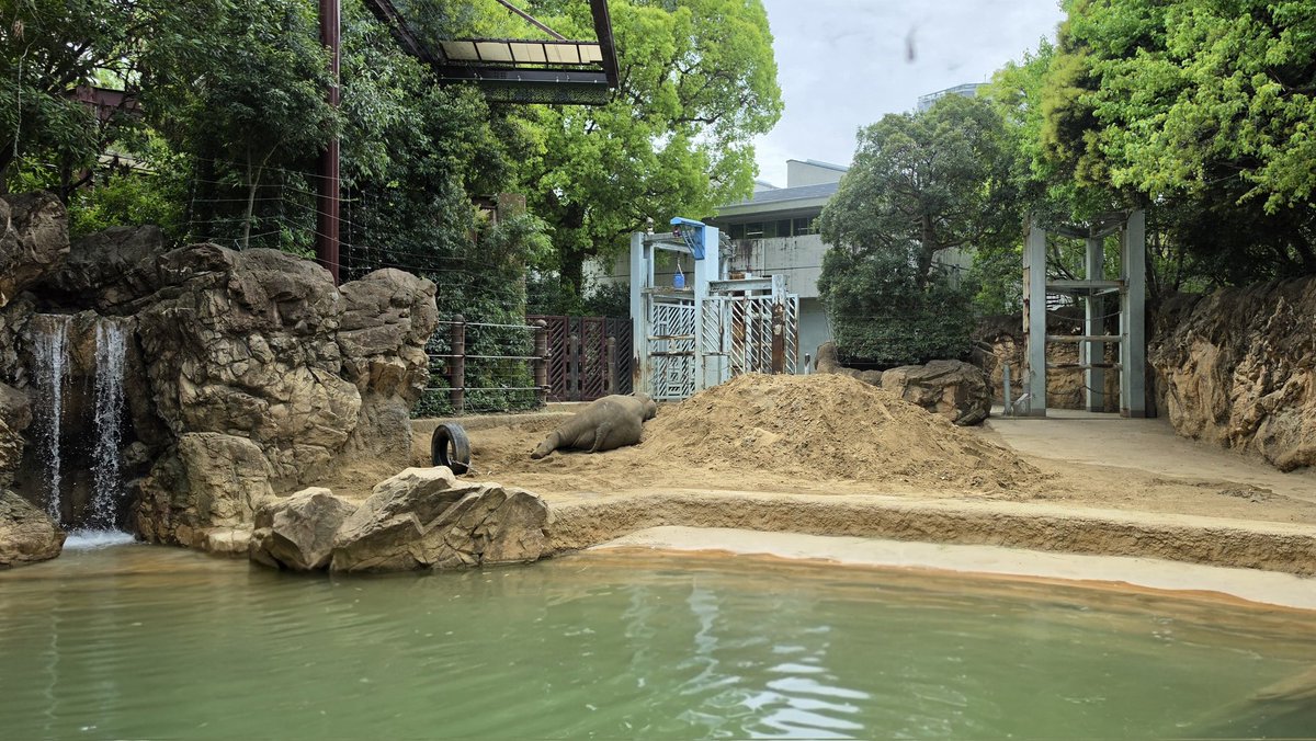 tomoko_elephant's tweet image. アルンくんを探せ！🧐
#アルン ５歳 #アジアゾウ
#elephant #asianelephant
#上野動物園 4月15日 (水)