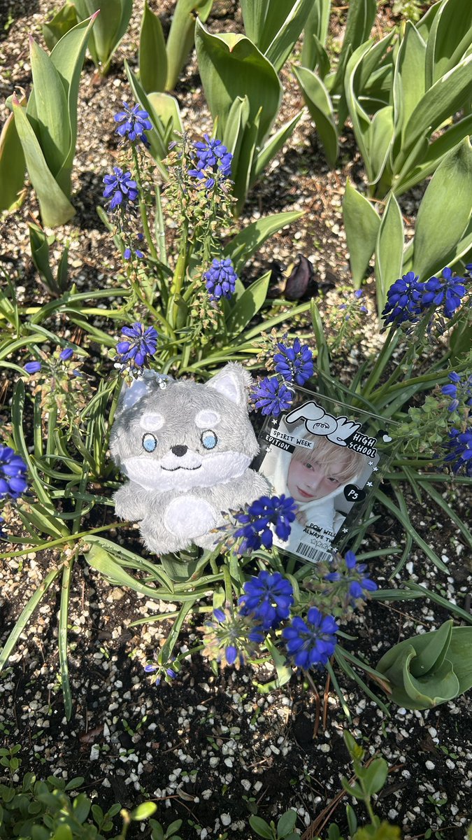 khanaphoto's tweet photo. ผู้ชายท่ามกลางดอกไม้ น่ารัก >__<
The garden of morning charm.

#DONGYEON #동연 
#푸파워 #POWERNOW 🇰🇷🇰🇷 https://t.co/WNFhrKlzgf
