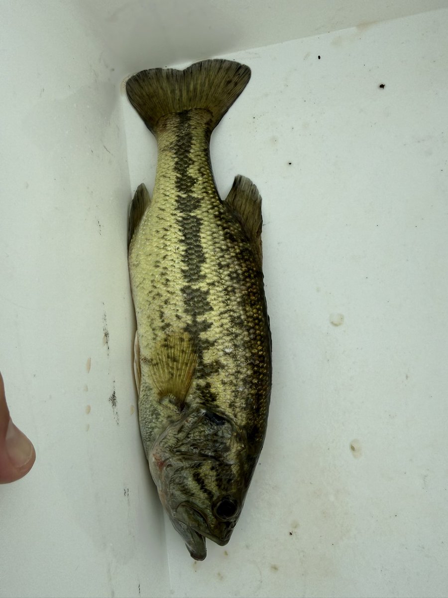 真雅えび tweet media