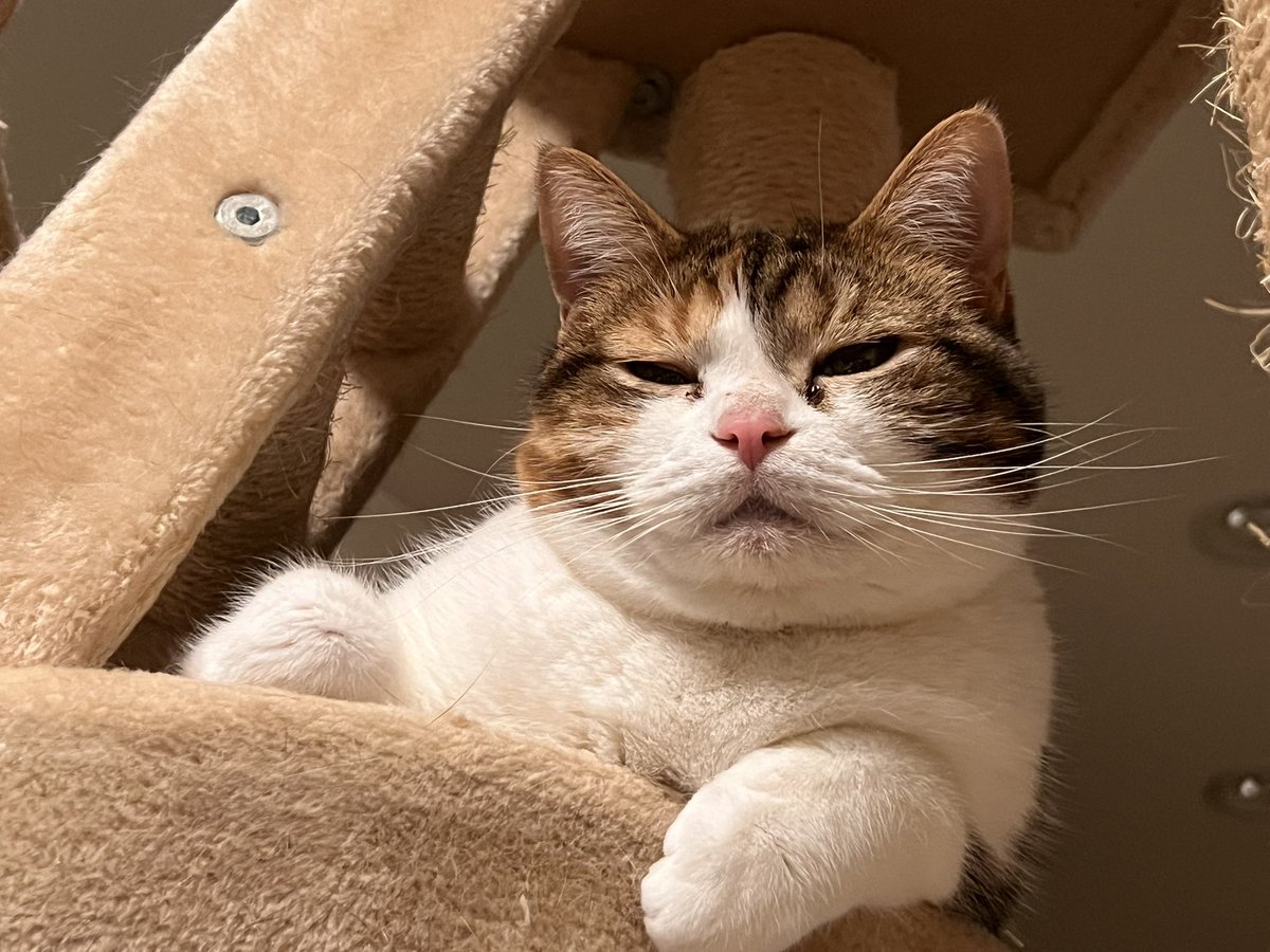 みかん🍊☽ ❖ ❂ ネコフェル課🐾 tweet media