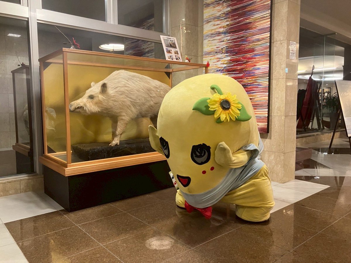 こんなっしー♪ヾ(。゜▽゜)ノイノシシのポーズ！アルビノは珍しいなっ