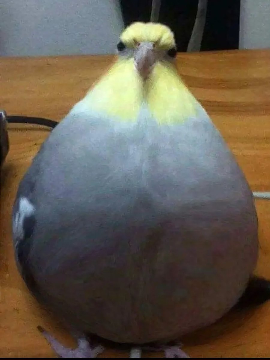 shark of shedtwt 🦈🔪🩸 (CREEPS DNI!) tweet media