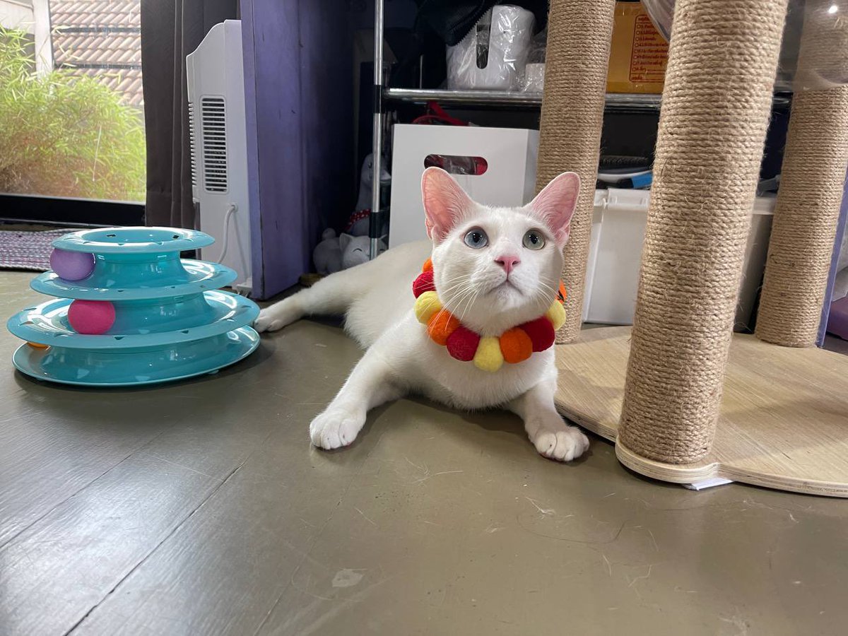 คือผมต้องทราบไหม 🐈‍⬛ tweet media