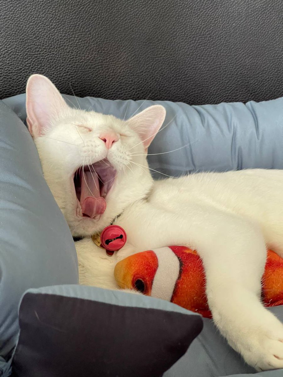 คือผมต้องทราบไหม 🐈‍⬛ tweet media