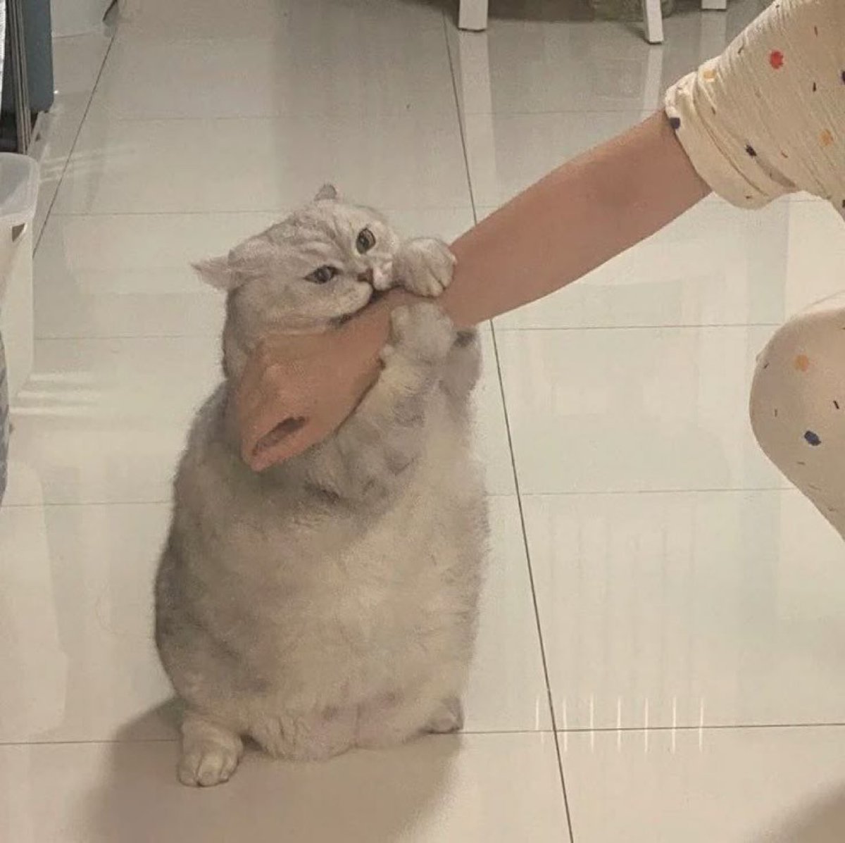 The Pets 𝕏 tweet media