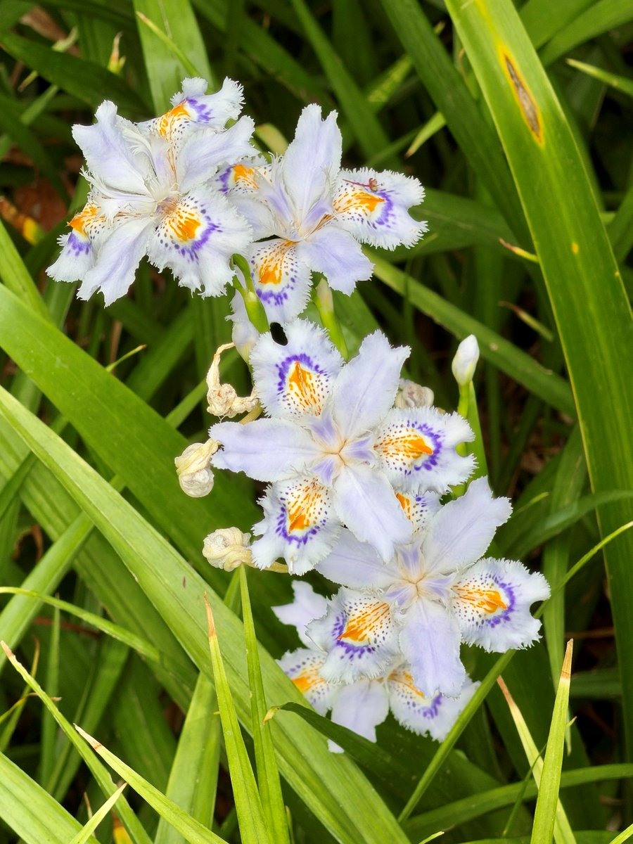TonogayatoTeien's tweet image. There are thousands of different varieties of #iris.
The #flowers come in many different shapes, colors and patterns.
This species, fringed iris (Iris japonica), bears pale purple flowers with striking orangish crest-like patterns.
It can be found here and there in the #garden.