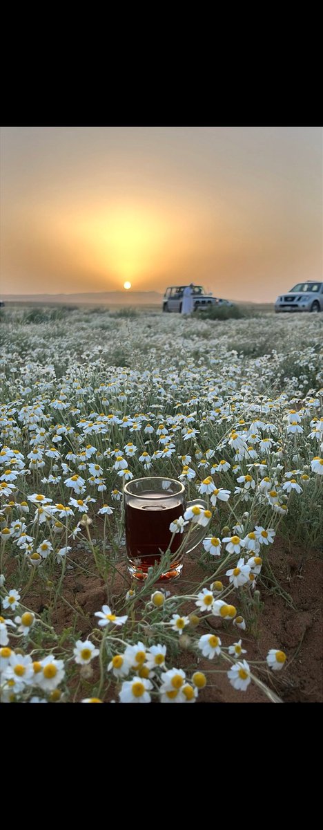 مشاكسه tweet media