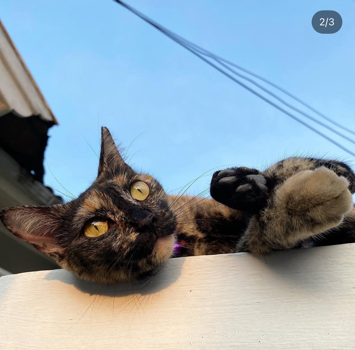 kenmapyon's tweet photo. Paham bgt🥲 krn kucingku ada yg mirip bgt kaya gini, padahal cantik sekali si mimoyy trs pinter dan ceriwis hobinya ngajak ngobrol cerita seharian ngapain aja tp aku ga ngerti🥲 

Minusnya: hobi bawa pulang anak kucing nyasar🥲 https://t.co/Z6vfrc4PRE