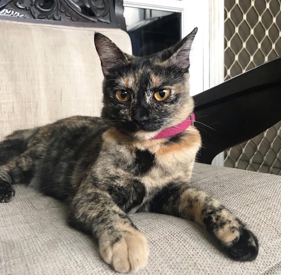 kenmapyon's tweet photo. Paham bgt🥲 krn kucingku ada yg mirip bgt kaya gini, padahal cantik sekali si mimoyy trs pinter dan ceriwis hobinya ngajak ngobrol cerita seharian ngapain aja tp aku ga ngerti🥲 

Minusnya: hobi bawa pulang anak kucing nyasar🥲 https://t.co/Z6vfrc4PRE