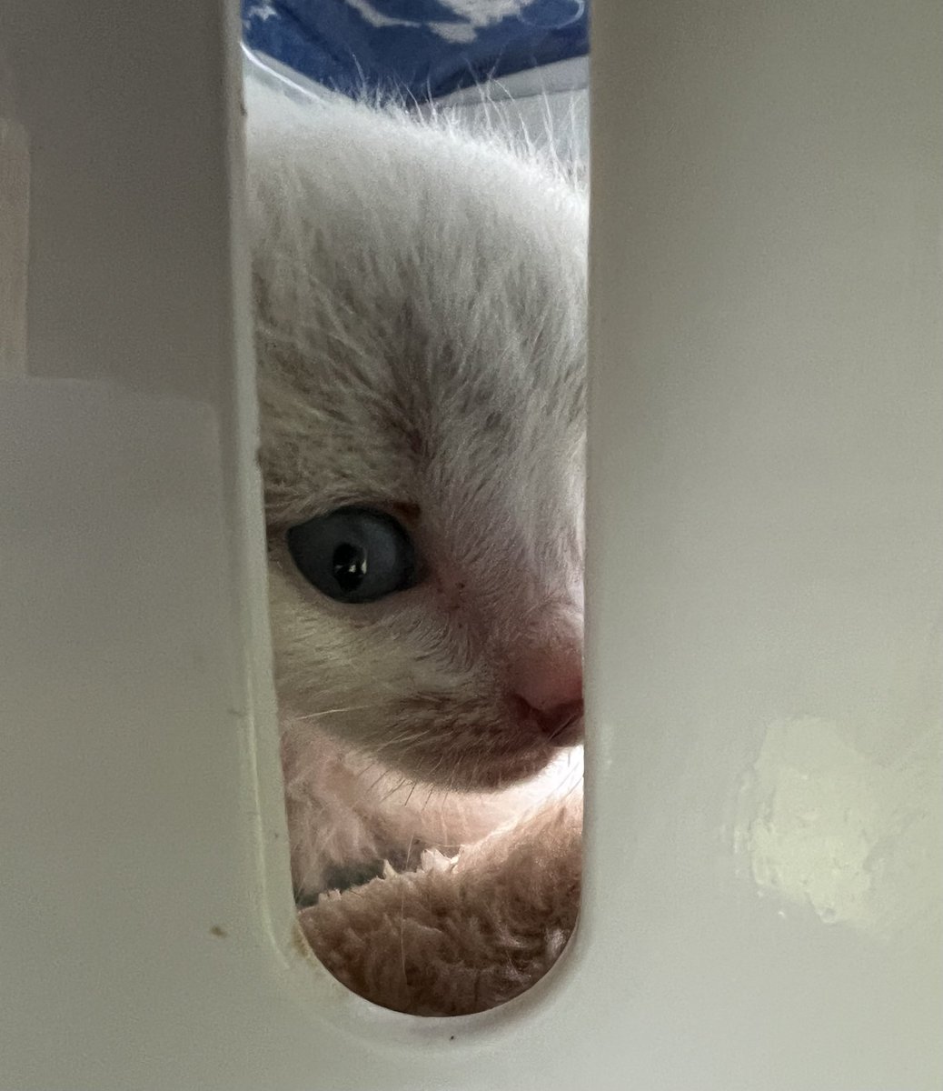 ただの家来 tweet media