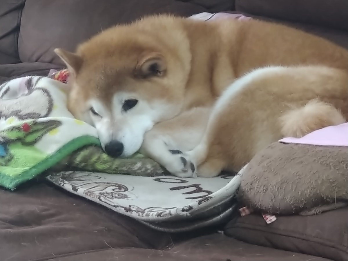 朝市ラムウ tweet media