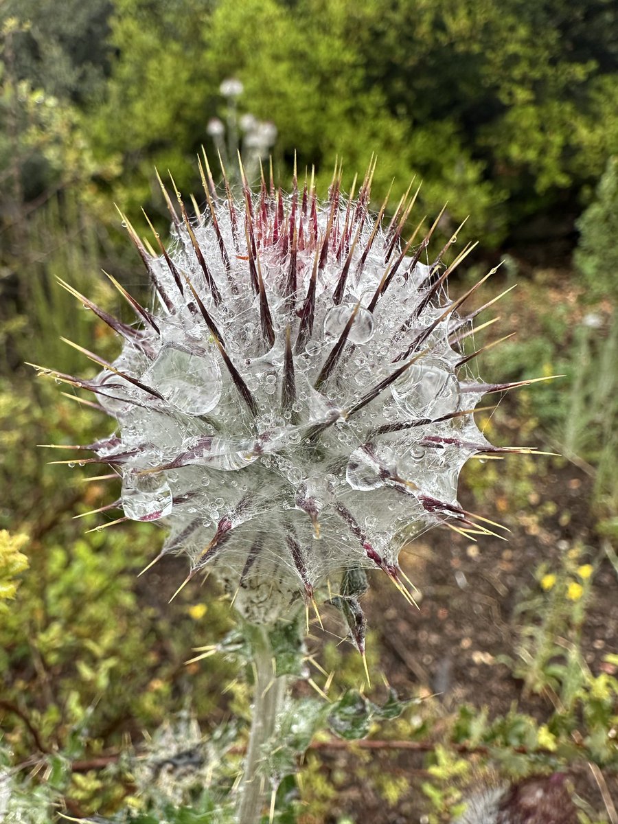 Evdoggfresh's tweet image. Stop and look at nature! #raindrops #thistle