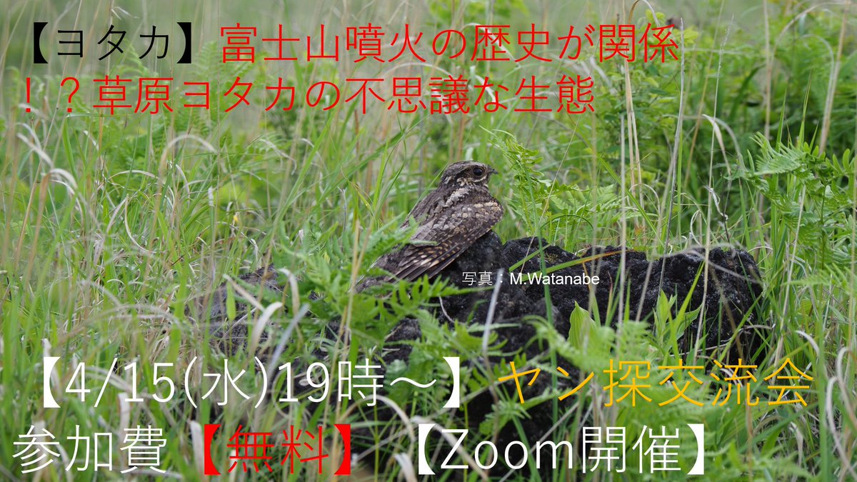 kojukei3's tweet photo. 4/15(水)19時Zoom無料交流会【ヨタカ】富士山噴火の歴史が関係！？草原ヨタカの不思議な生態https://t.co/Ntv3kMgSOA
参加お待ちしております！ https://t.co/oUGRUJPp4b