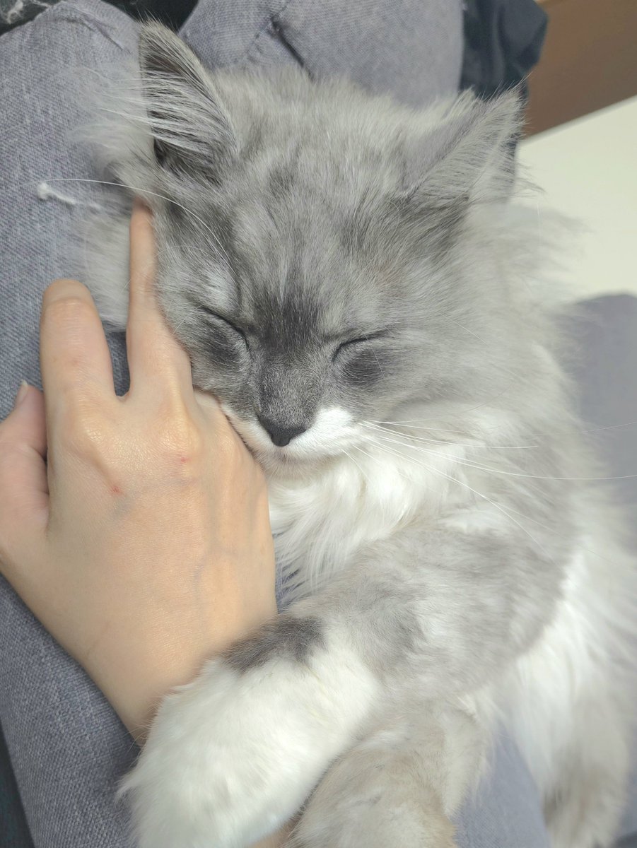 らんまる🐾 tweet media