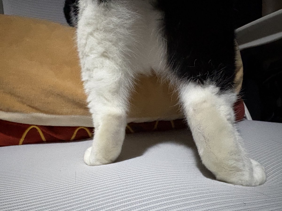 💙💚💛💜❤💗💖💔💘💕💓🖤おはぎとそるあ💙💚💛💜❤💗💖💔💘 tweet media