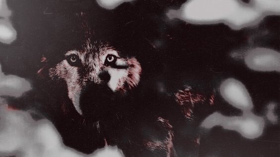 𝕴   carry   my   𝐟𝐚𝐦𝐢𝐥𝐲   in   every   scar,   in   every   blood   that   stains   my   hands   ╱    they   call   it   𝙷𝙾𝙽𝙾𝚁,   but   it   feels   𝐥𝐢𝐤𝐞   𝐚   𝖼͟𝗎͟𝗋͟𝗌͟𝖾   written   in   my   veins.