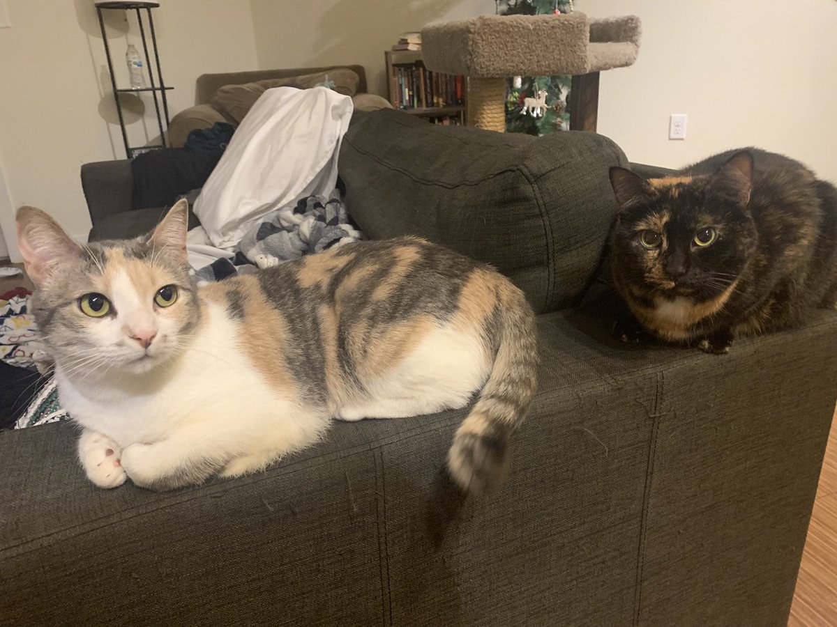 holyoli29's tweet photo. @astralbaes Wait why is that literally my cats https://t.co/E1r3ktwk3n