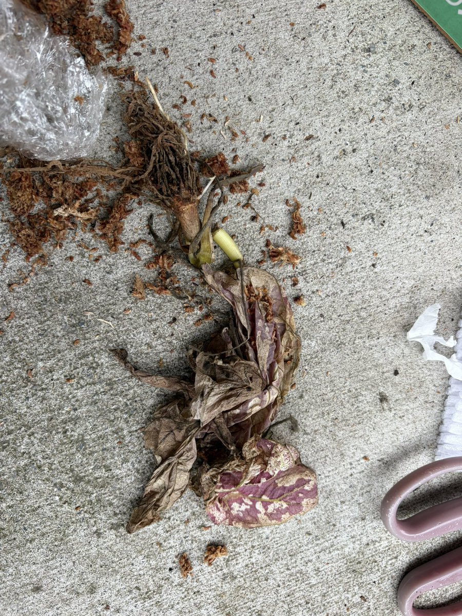 ベタの助 tweet media