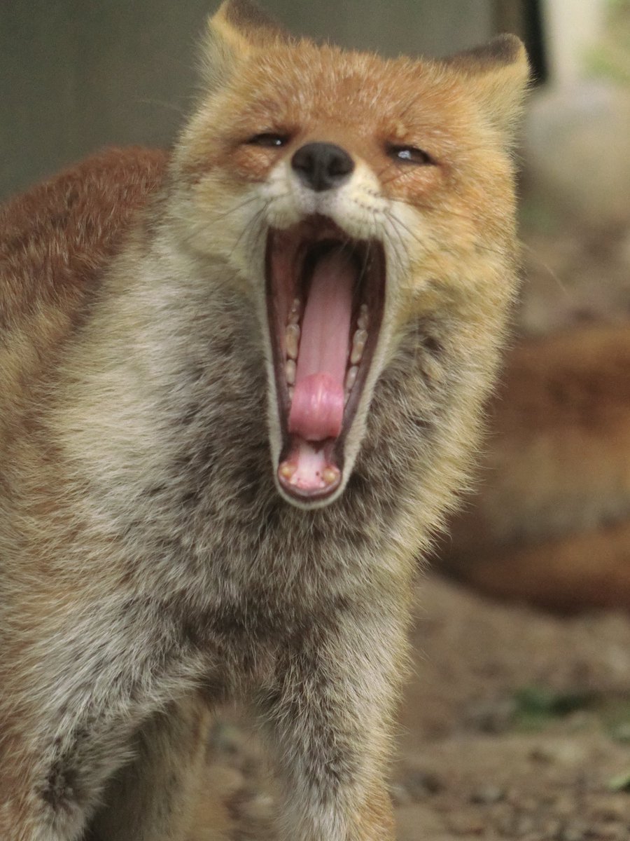 ポピー（ヒナゲシ）📍 tweet media