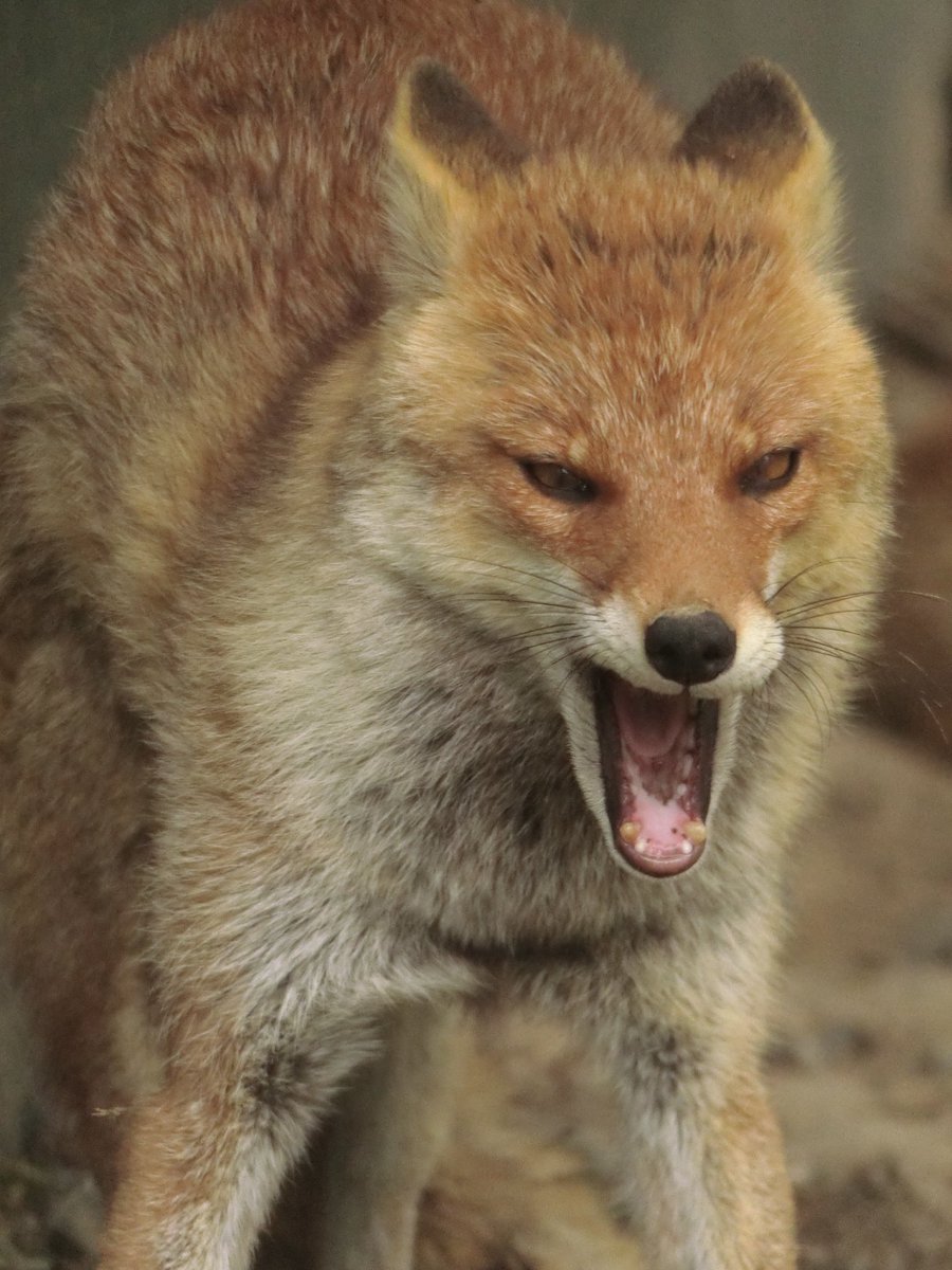 ポピー（ヒナゲシ）📍 tweet media