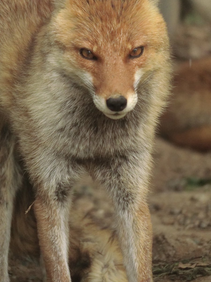 ポピー（ヒナゲシ）📍 tweet media