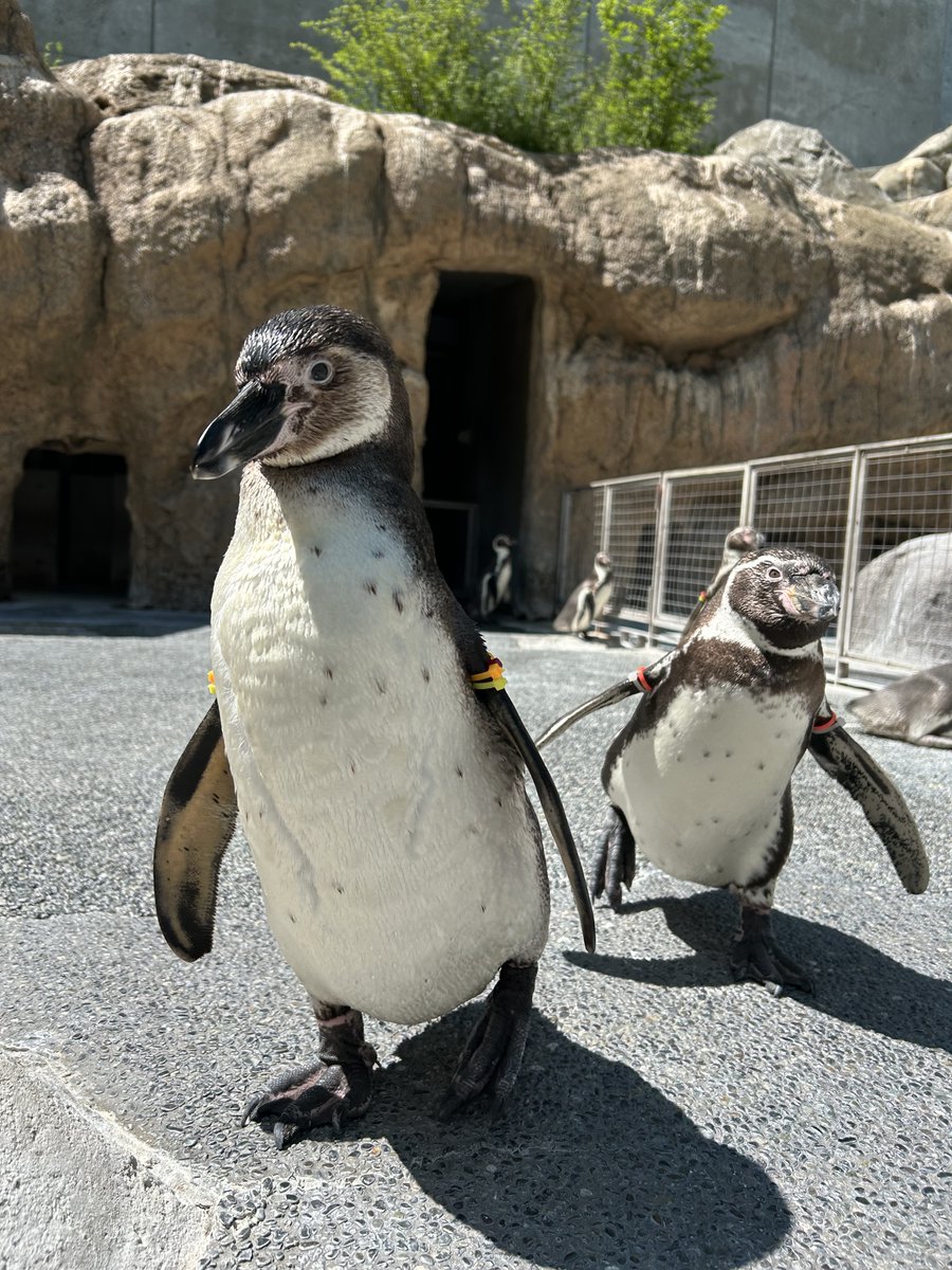 NagasakiPengin's tweet image. ピント泥棒がやってきた
#長崎ペンギン水族館 #penguin #aquarium
#長崎 #長崎観光 #水族館 #ペンギン
#フンボルトペンギン #奴はとんでもないものを盗んでいきました