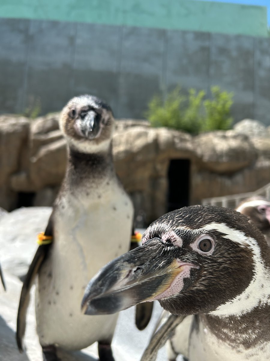 NagasakiPengin's tweet image. ピント泥棒がやってきた
#長崎ペンギン水族館 #penguin #aquarium
#長崎 #長崎観光 #水族館 #ペンギン
#フンボルトペンギン #奴はとんでもないものを盗んでいきました