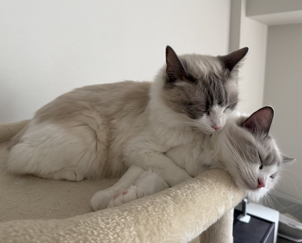 シェリー＊ルル＊ラグドール tweet media