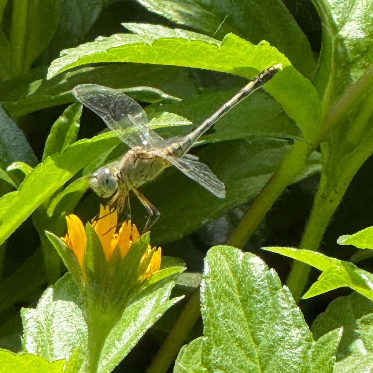 Priyanka Lakhara tweet media