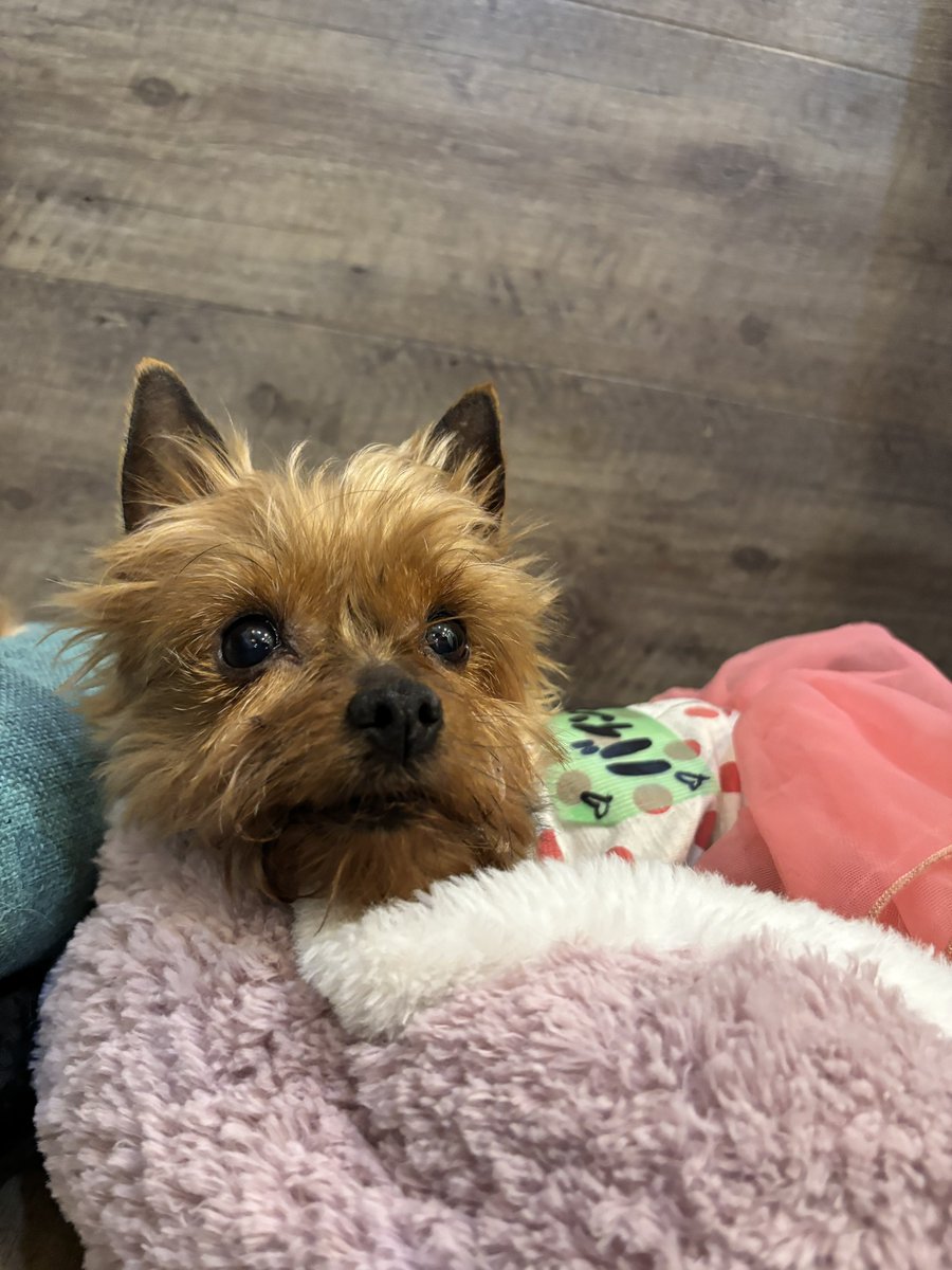 保護犬カフェ®鶴橋店 tweet media