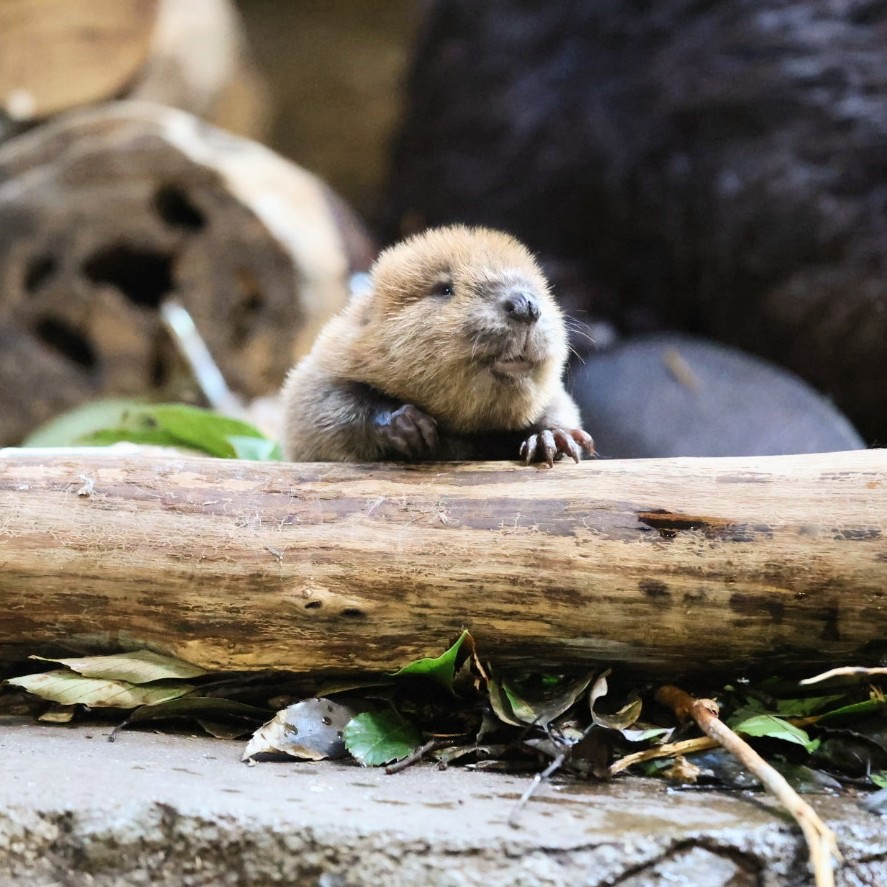 やまこじ tweet media