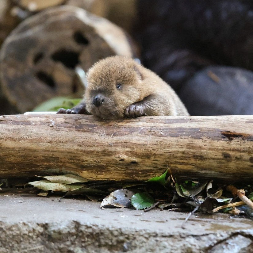 やまこじ tweet media