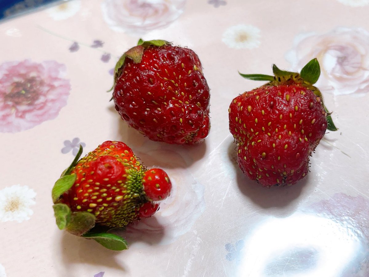 早育ちイチゴは形歪で採った方がいいらしいので摘んできた。まあいびつ。
 #結季家ガーデニング