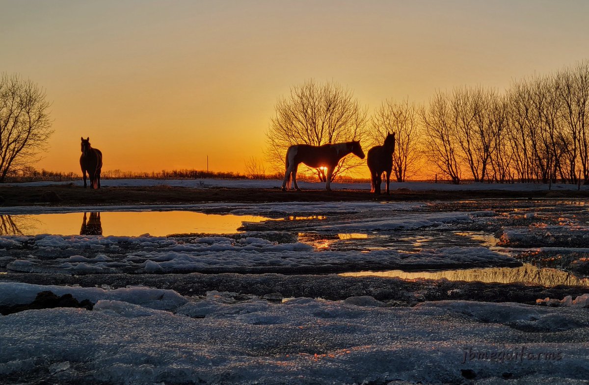 JBMEquiFarms's tweet image. The ice is almost all melted. 
The big dugout is full.
So many birds are filling the yard with music 🎶 

Spring has finally arrived in #Manitoba 

#mbwx #reflection #horses #mybackyard #shareyourweather