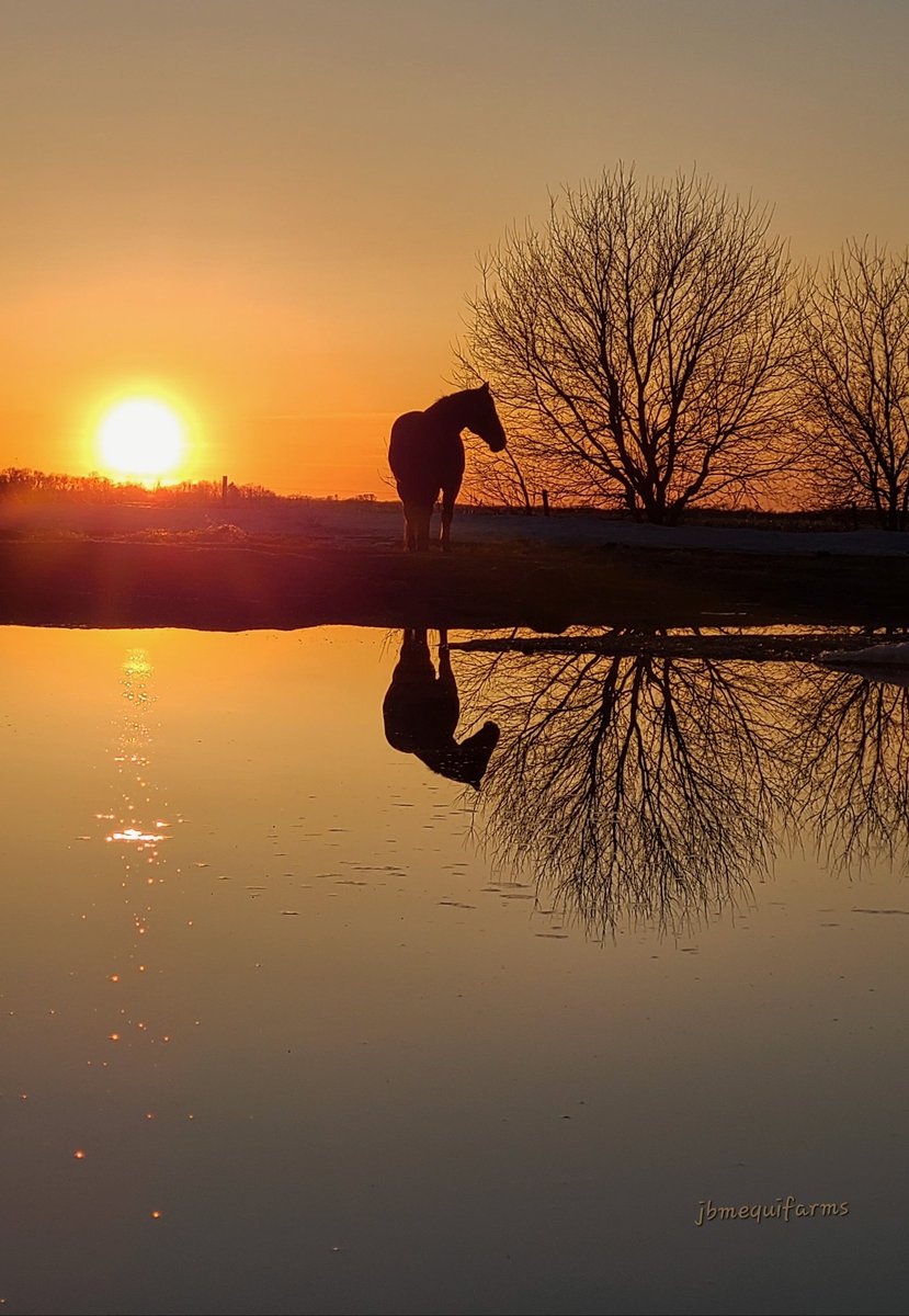 JBMEquiFarms's tweet image. The ice is almost all melted. 
The big dugout is full.
So many birds are filling the yard with music 🎶 

Spring has finally arrived in #Manitoba 

#mbwx #reflection #horses #mybackyard #shareyourweather