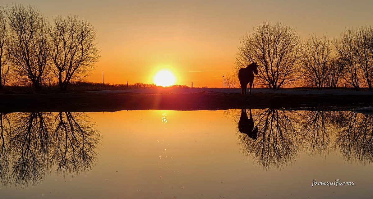 JBMEquiFarms's tweet image. The ice is almost all melted. 
The big dugout is full.
So many birds are filling the yard with music 🎶 

Spring has finally arrived in #Manitoba 

#mbwx #reflection #horses #mybackyard #shareyourweather