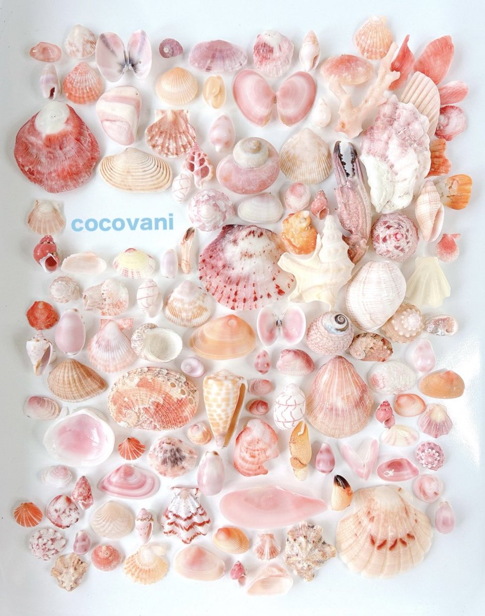 外は雨☔‥‥
今日のお気に入り♡
ピンク色の貝殻を集めてみました♪
自然の色でこの可愛さ💕