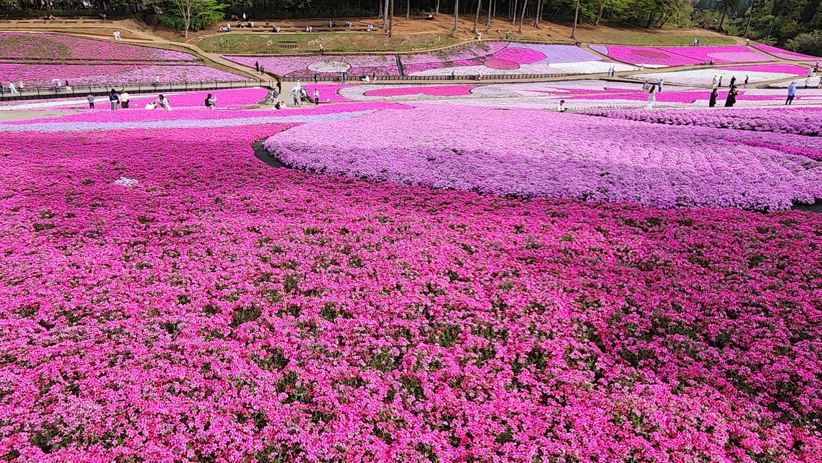 okapi301's tweet photo. 月曜日に秩父に行ってきました
羊山公園の芝桜、肉汁そば山寿、
旧秩父橋
天気も良かったしレンタル自転車で回りました
#秩父 https://t.co/XETHhPvPHF